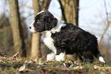BEARDED COLLIE 079